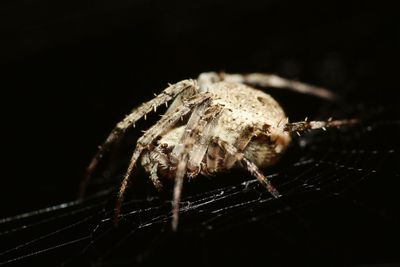 Close-up of spider on web against black background