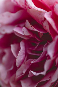 Full frame shot of pink rose