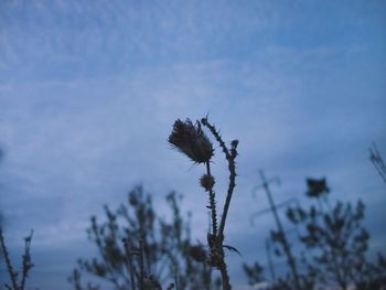 Close-up of thistle against sky