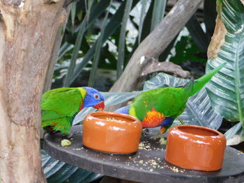 Close-up of parrot perching on tree