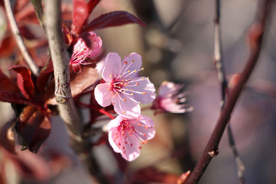 Sakura. cherry blossoms. pink flowers