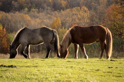 Side view of horses grazing on field 