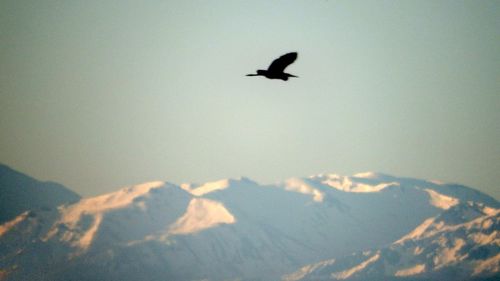 Silhouette bird flying over mountains against clear sky