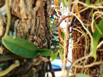 Close-up of plant growing outdoors