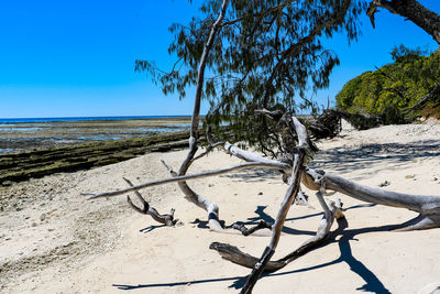 Tree on beach against clear blue sky