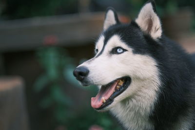 Close-up of dog looking away