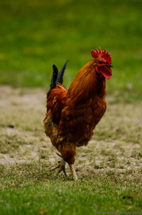 Close-up of rooster on land