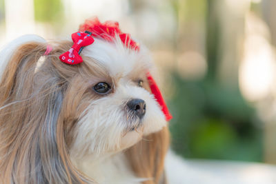 Close-up of a dog looking away