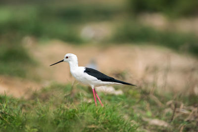 Bird perching on a land