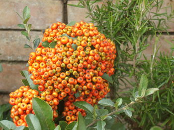 Close-up of red flowers