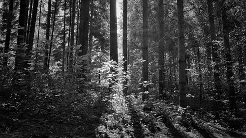 View of plants and trees in forest