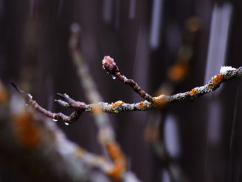 Close-up of snow on plant