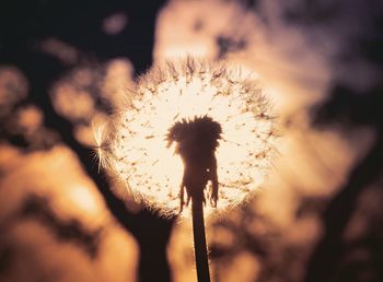 Close-up of thistle against sky during sunset