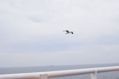 Bird flying over sea against sky