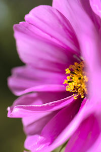 Close-up of pink flower