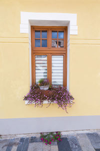 Potted plant against window of building