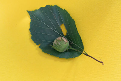 Close-up of leaves on yellow wall