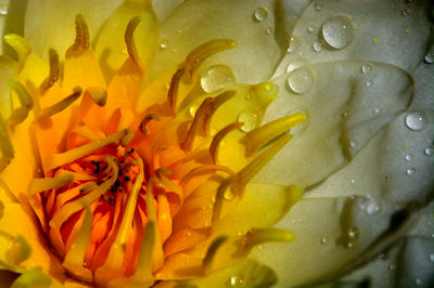 Full frame shot of water drops on flower