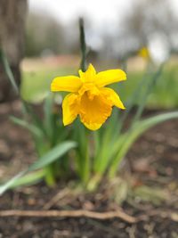 Close-up of yellow crocus blooming on field