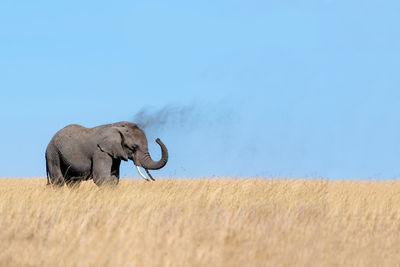 Side view of elephant standing on grassy field against clear blue sky