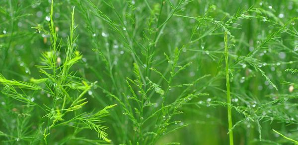 Full frame shot of raindrops on plants