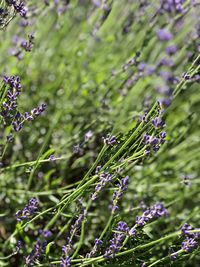 Close-up of purple flowering plants on field