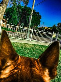 Close-up of dog by fence against sky