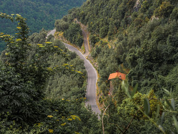 Scenic view of forest