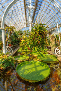 Plants growing in greenhouse