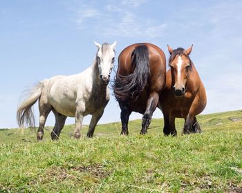 Horses standing on field against sky