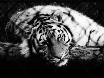 Close-up portrait of tiger