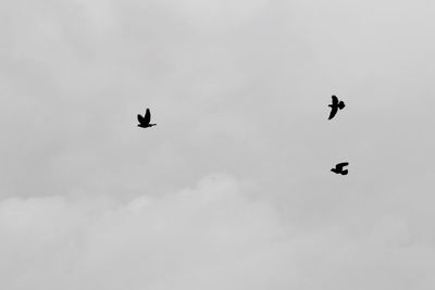 Low angle view of eagle flying in sky