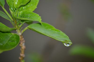 Close-up of water drops on leaf