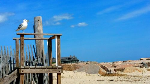 Low angle view of trees against blue sky