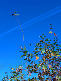 Low angle view of tree against clear blue sky