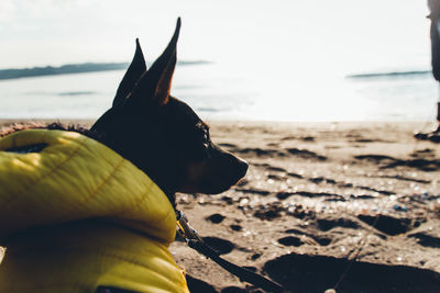 View of a dog on beach