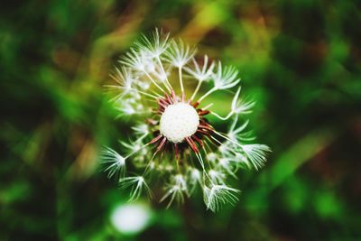 Close-up of flower against blurred background