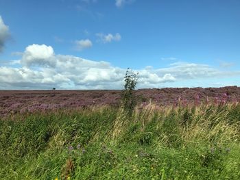 Scenic view of field against sky