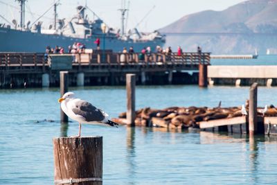 Seagull perching on wooden post by sea against sky