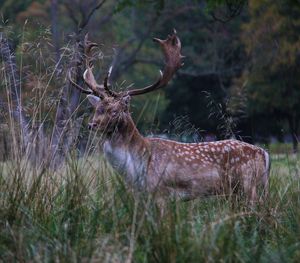 Deer in forest