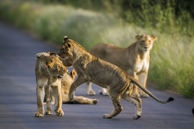 Lion cubs on road