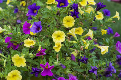 High angle view of purple flowers blooming outdoors