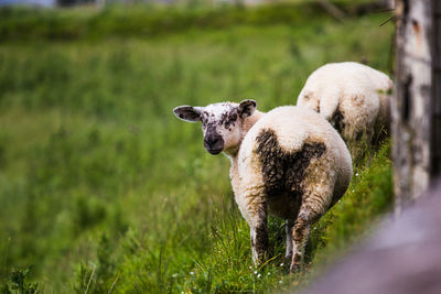 Sheep on field