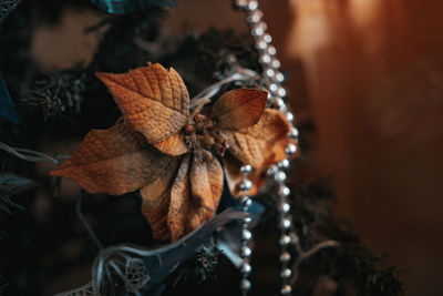 Close-up of dry leaves on tree