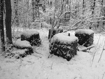 Trees on snow field during winter