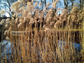 Scenic view of lake in forest