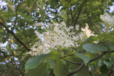 Low angle view of flowering plant on tree