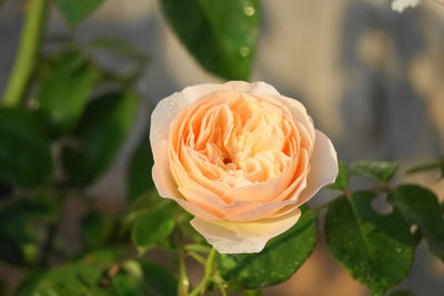 Close-up of rose flower