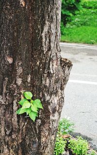 Close-up of ivy on tree trunk