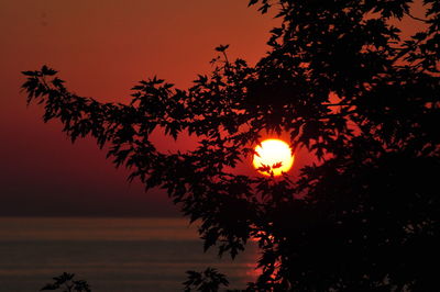 Close-up of silhouette tree against sea during sunset